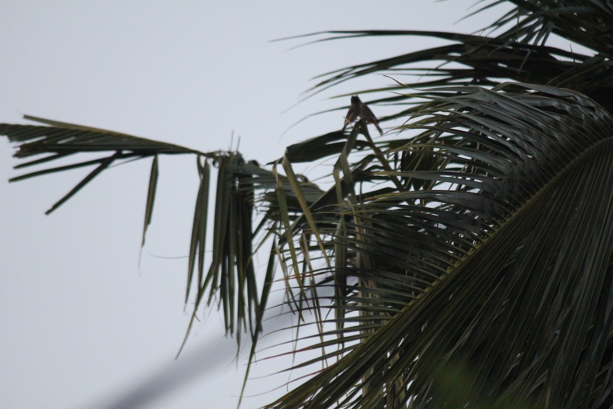 Red-vented Bulbul - ML647678961