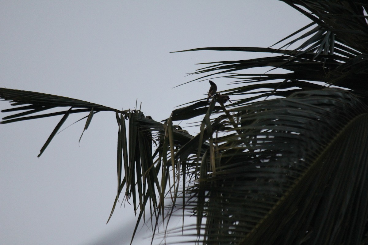 Red-vented Bulbul - ML647678962