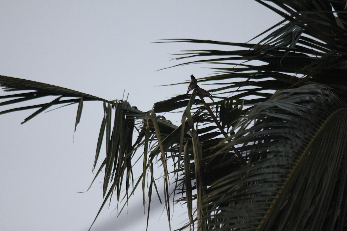 Red-vented Bulbul - ML647678963