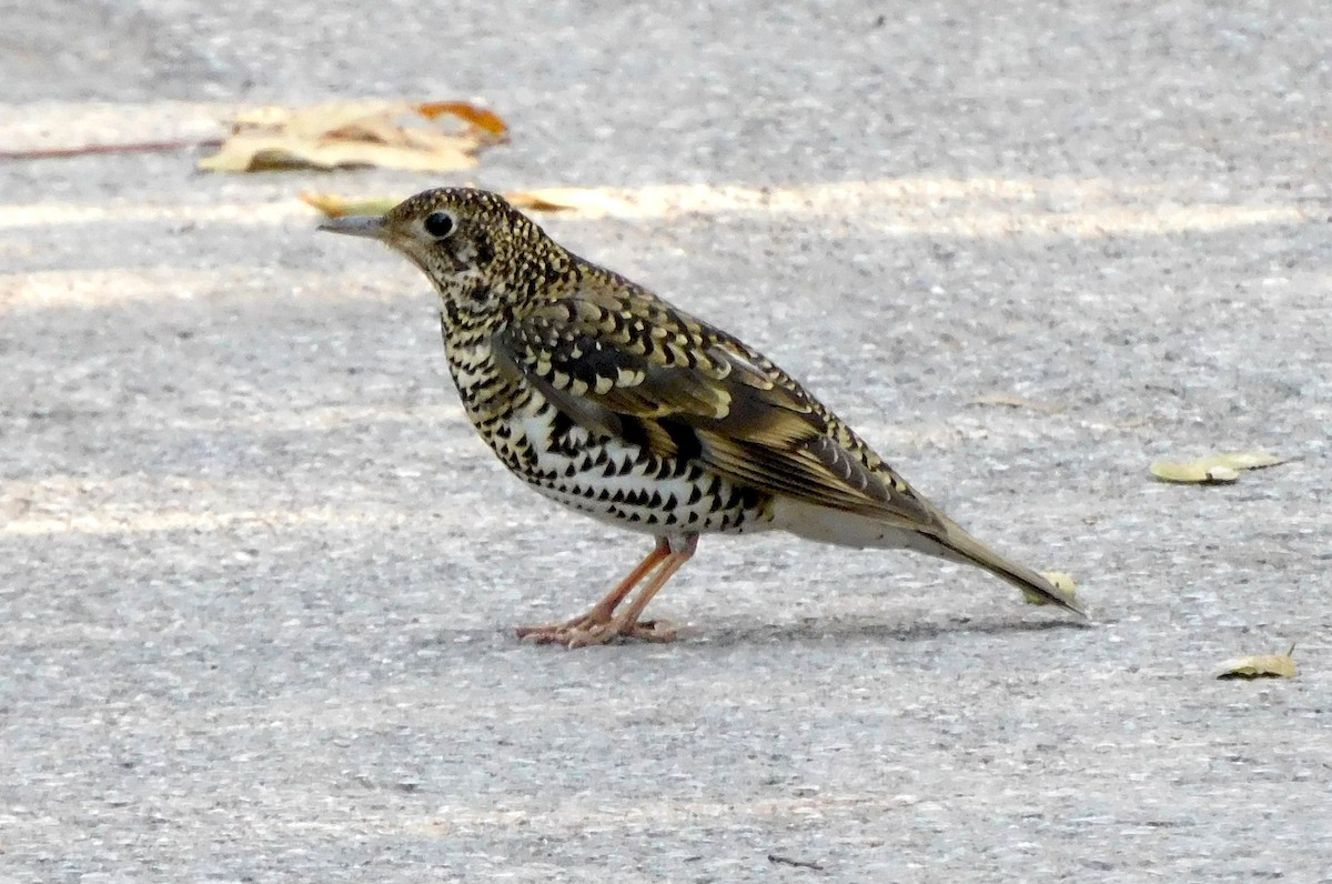 White's Thrush - ML647678965