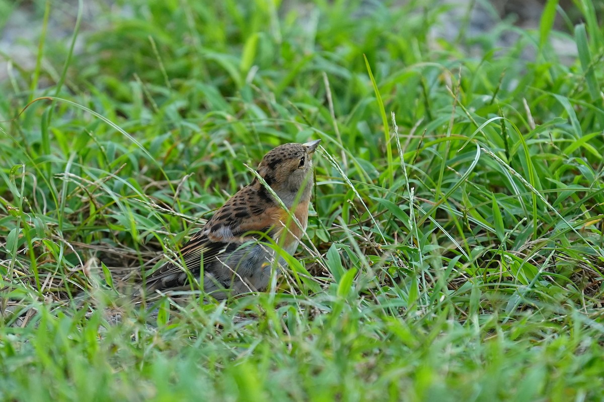 Brambling - ML647678966