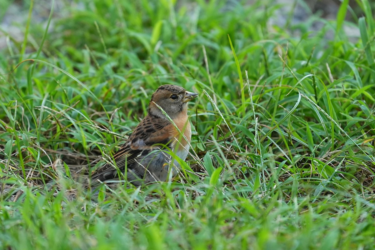 Brambling - ML647678967