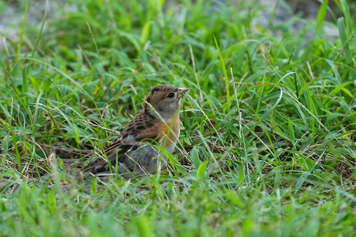 Brambling - ML647678968