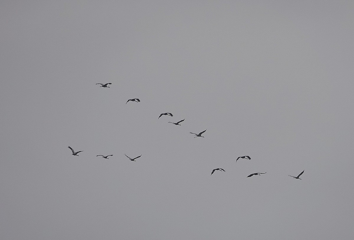 Common Crane - ML647678969