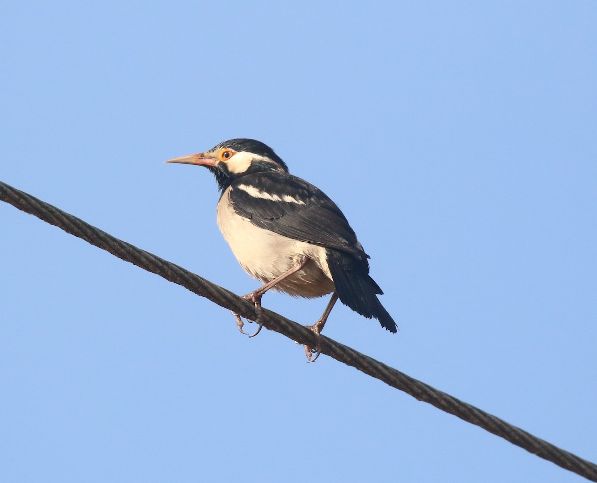Indian Pied Starling - ML647678970