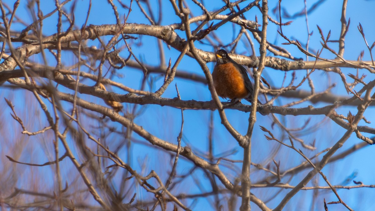 American Robin - ML647678973