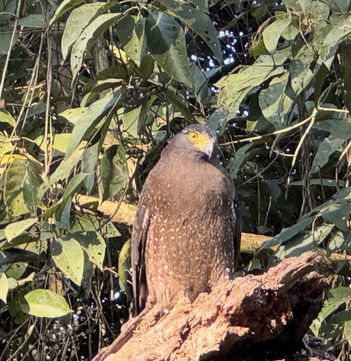 Culebrera Chiíla - ML647678994