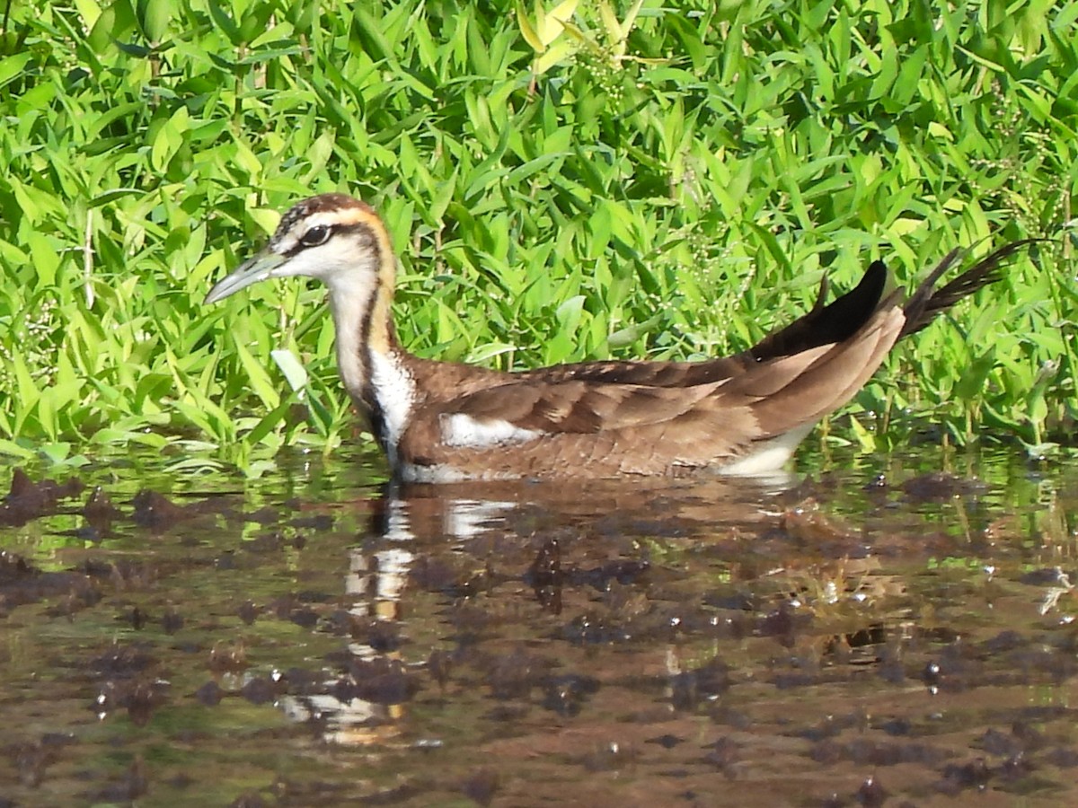 fasanbladhøne - ML647679002