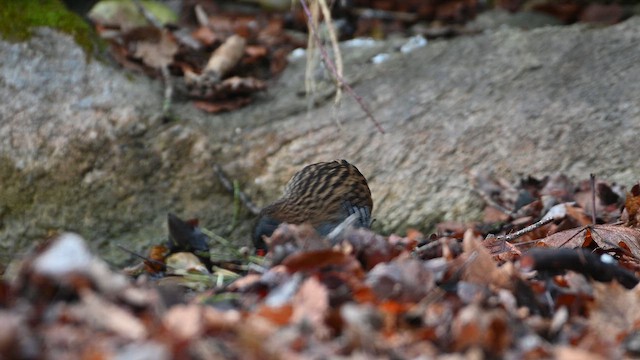 chřástal vodní - ML647679014