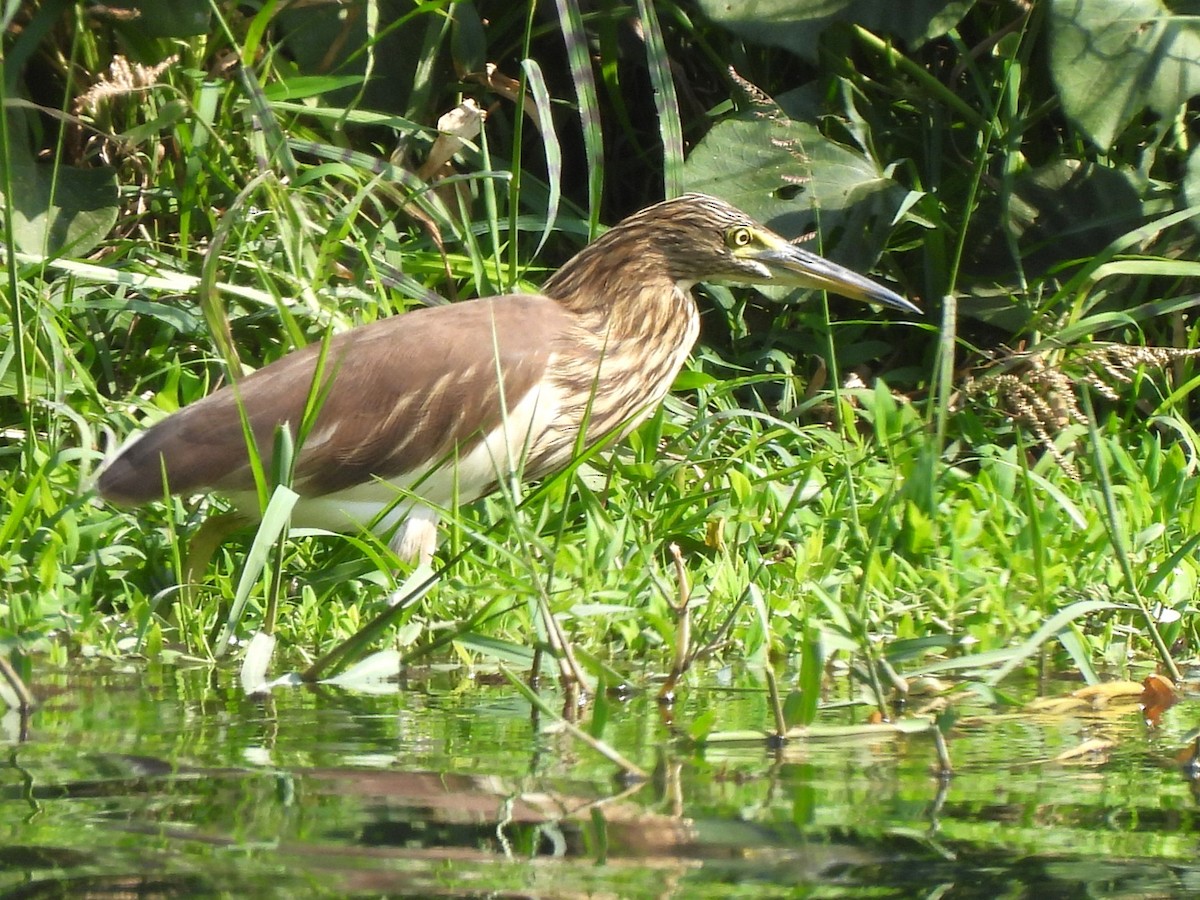 Indian Pond-Heron - ML647679047