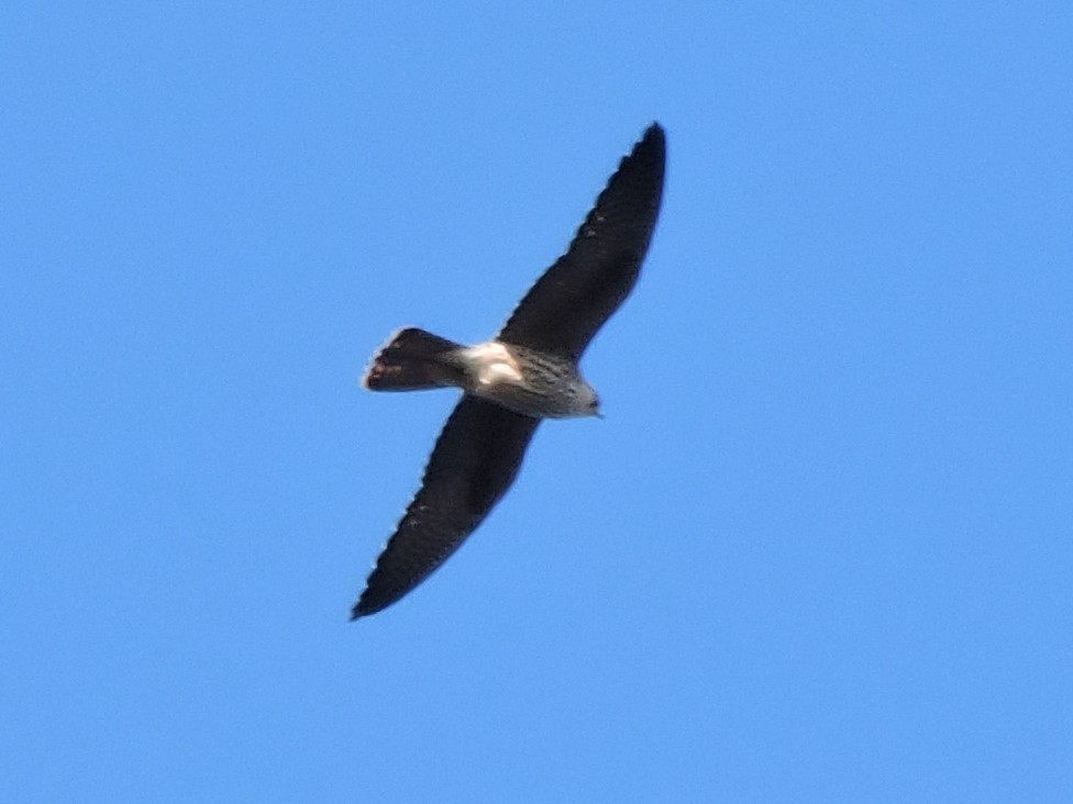 Алет - ML647679090