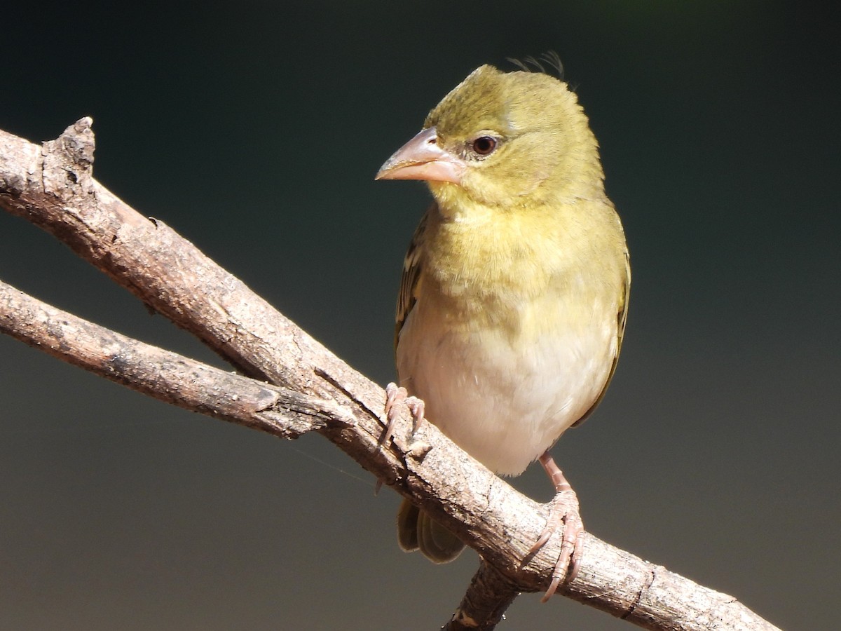 Иволговый ткач - ML647679099