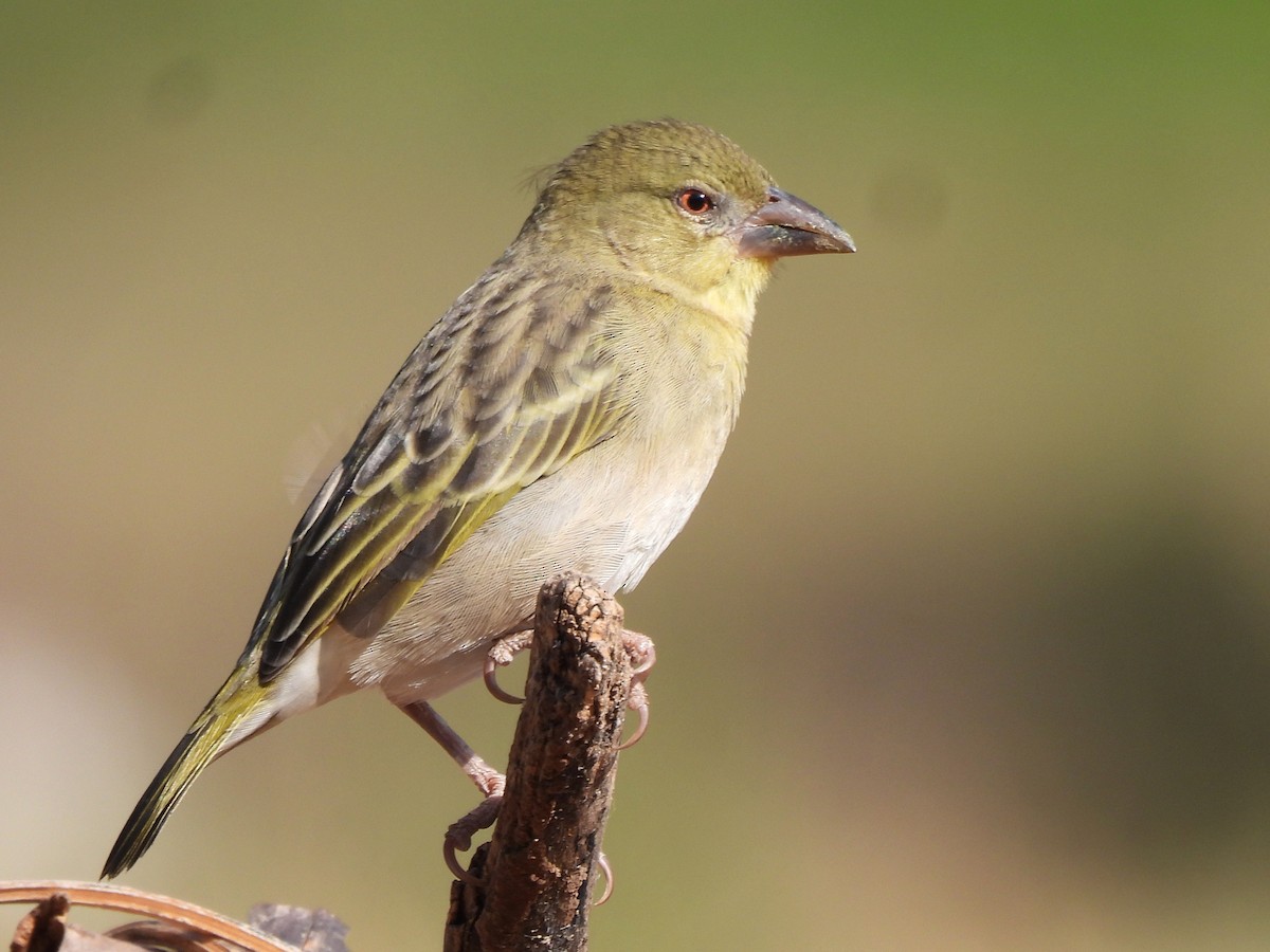 Иволговый ткач - ML647679100