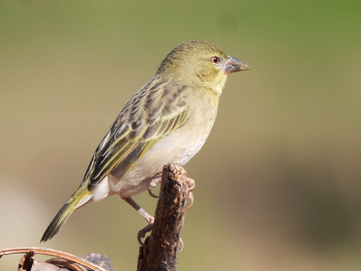 Иволговый ткач - ML647679101