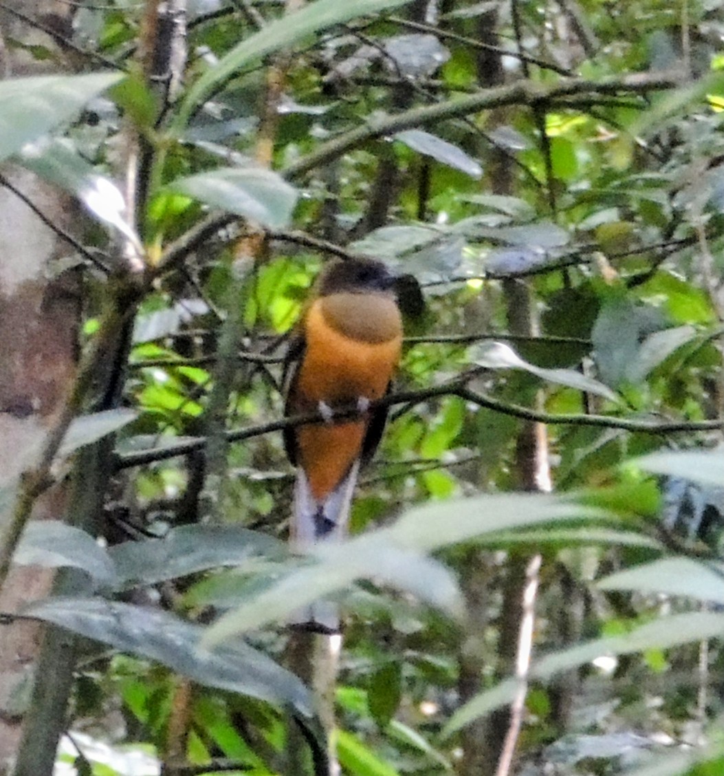 Malabar Trogon - ML647679113