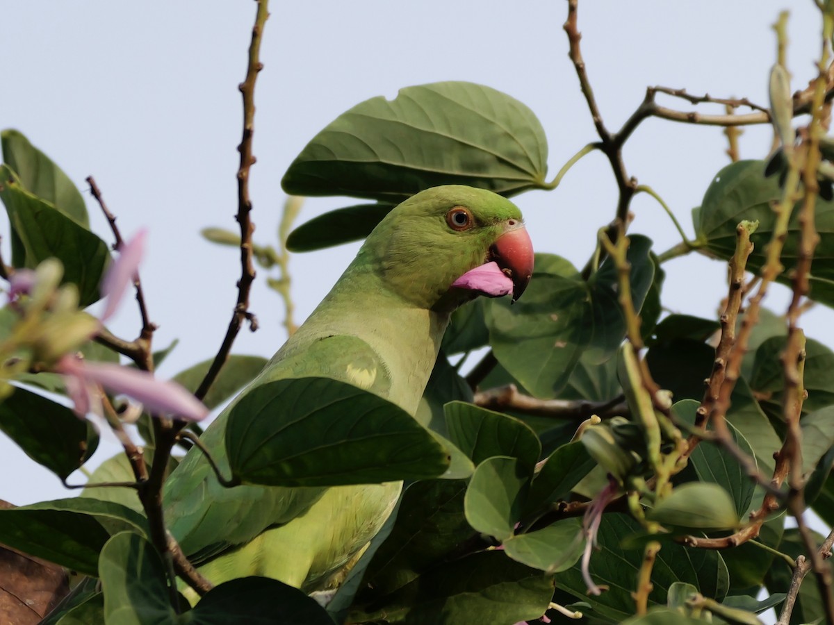 Perruche à collier - ML647679135