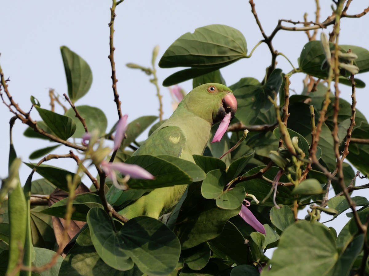 Perruche à collier - ML647679136