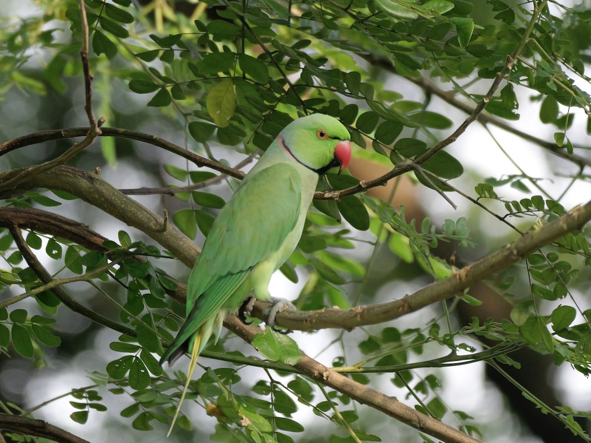 Perruche à collier - ML647679137