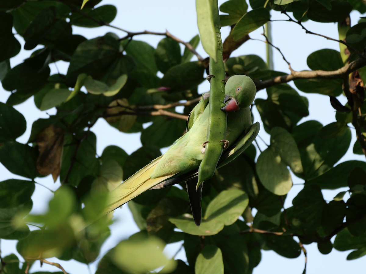 Perruche à collier - ML647679138