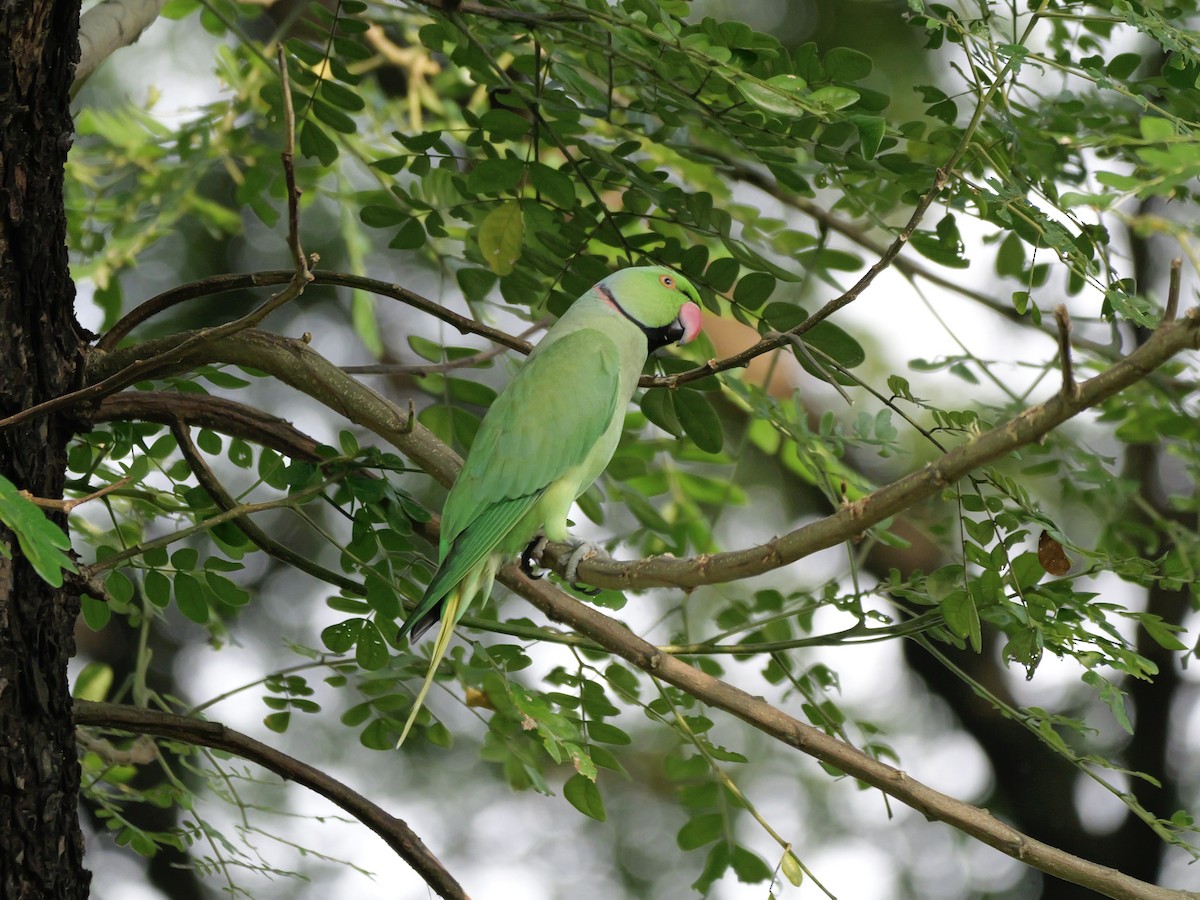 Perruche à collier - ML647679139