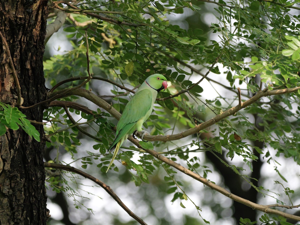 Perruche à collier - ML647679140
