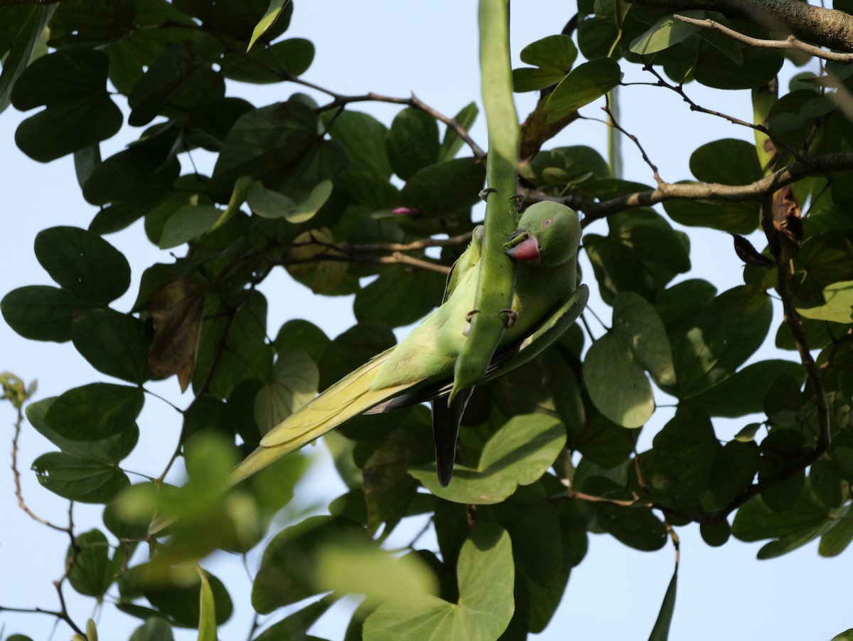 Perruche à collier - ML647679141