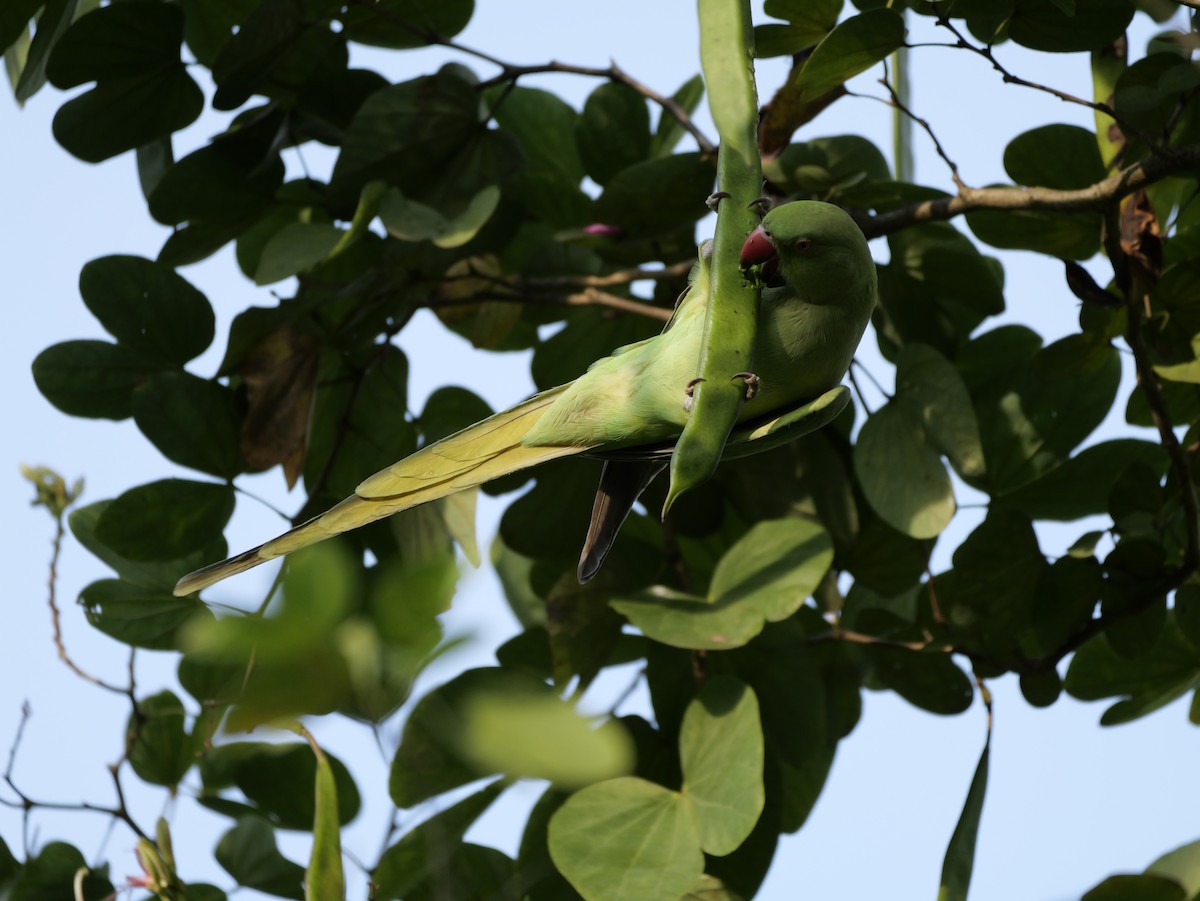 Perruche à collier - ML647679142