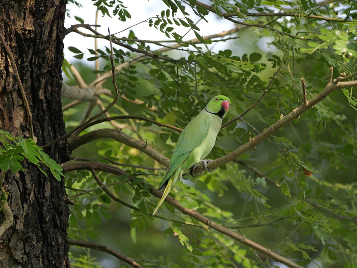 Perruche à collier - ML647679143