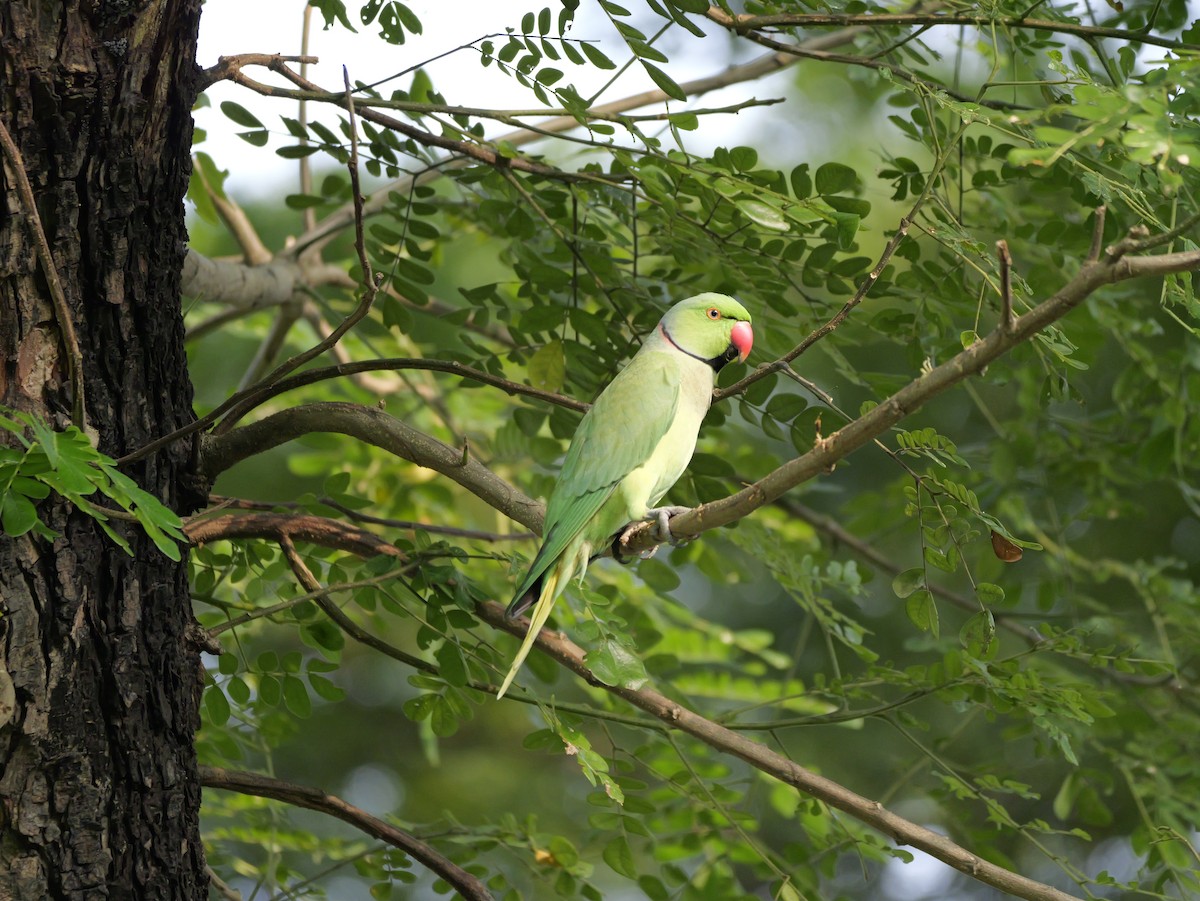 Perruche à collier - ML647679144