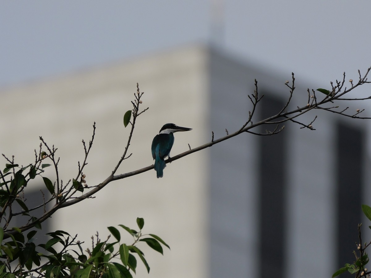 Martin-chasseur à collier blanc - ML647679147