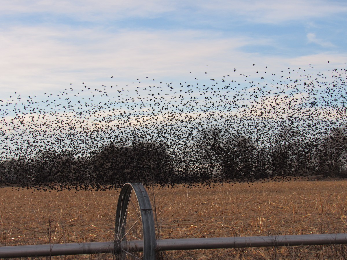 Red-winged Blackbird - ML647679158