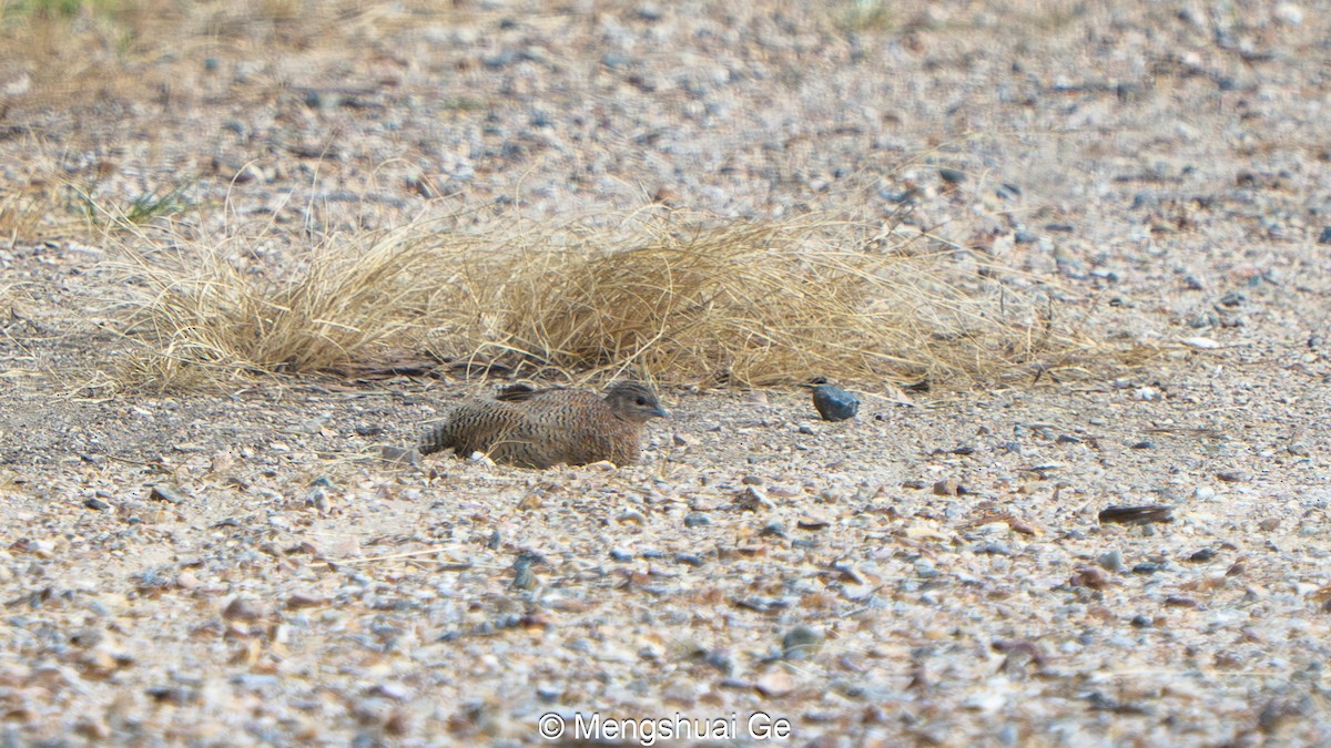 Brown Quail - ML647679176