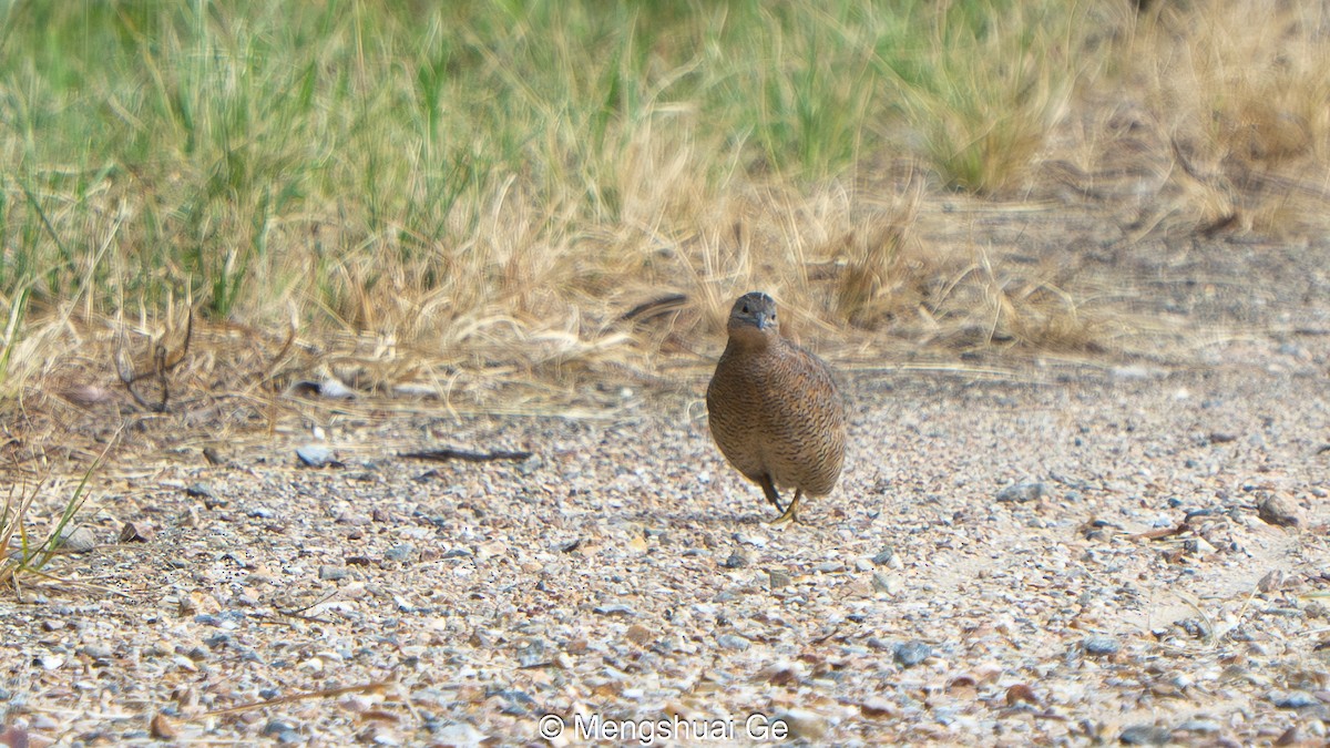 Brown Quail - ML647679177