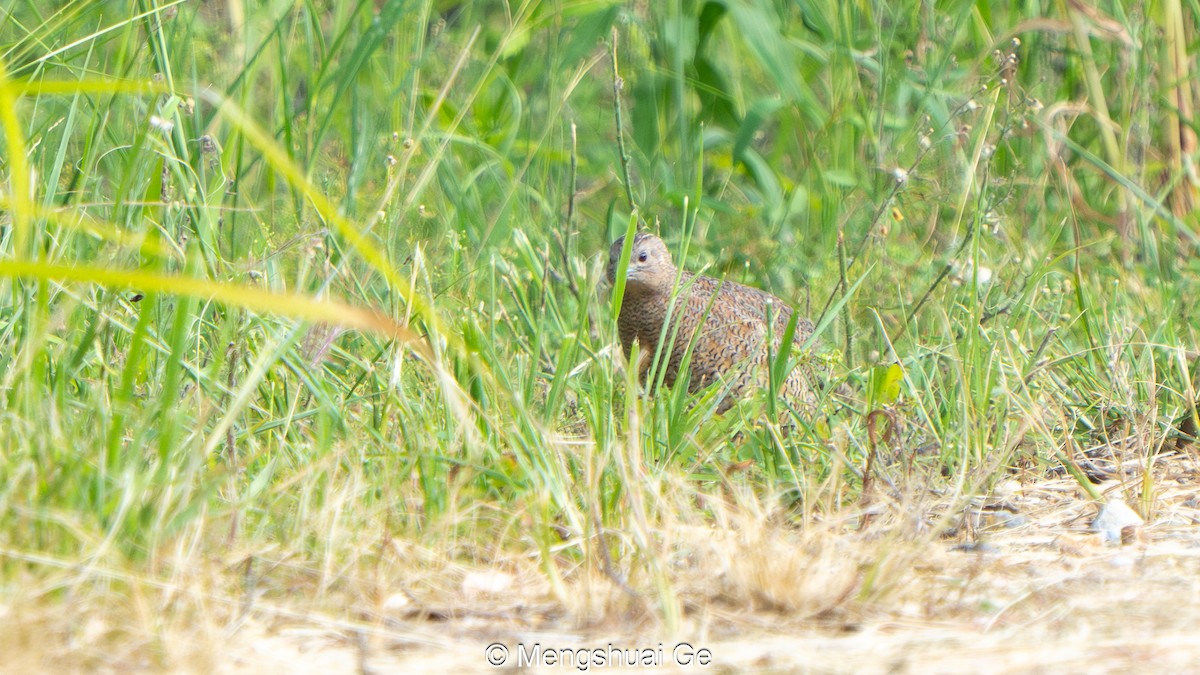 Brown Quail - ML647679178