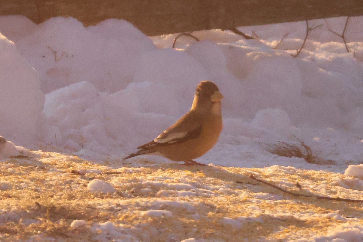 Mokolodi bekainoria - ML647679191