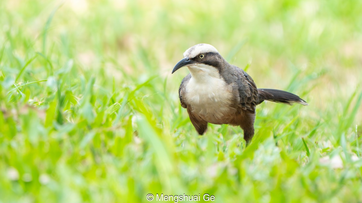 オーストラリアマルハシ - ML647679199