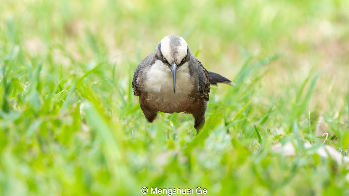 オーストラリアマルハシ - ML647679200