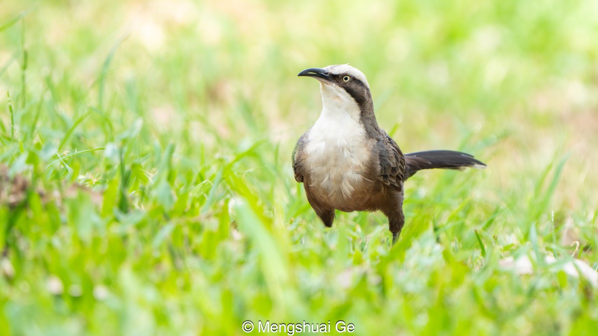 オーストラリアマルハシ - ML647679201