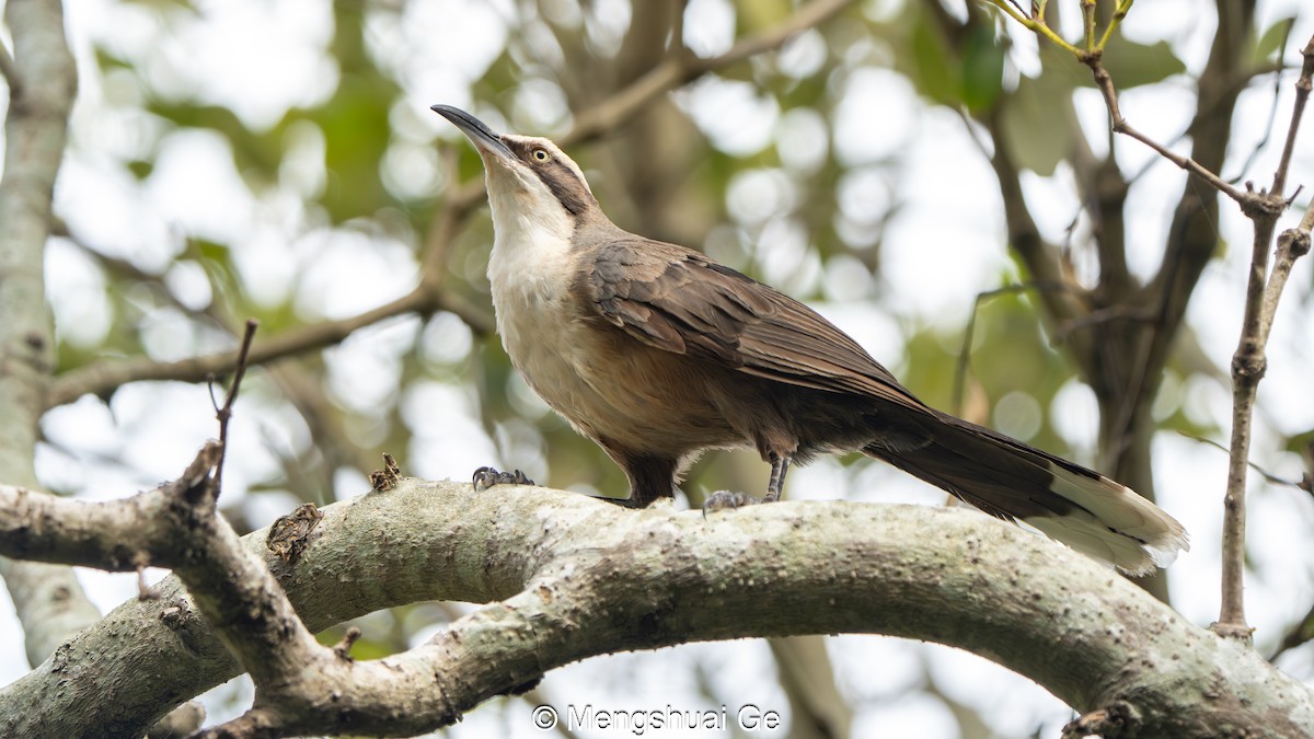 オーストラリアマルハシ - ML647679202