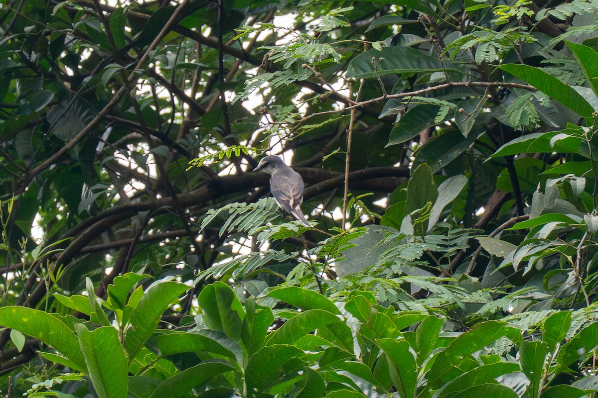 小灰山椒鳥 - ML647679232