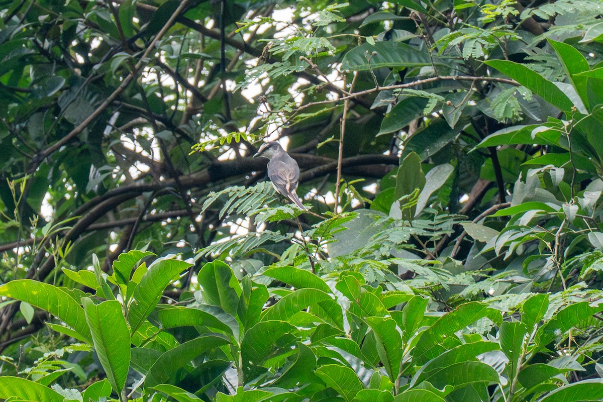 小灰山椒鳥 - ML647679233