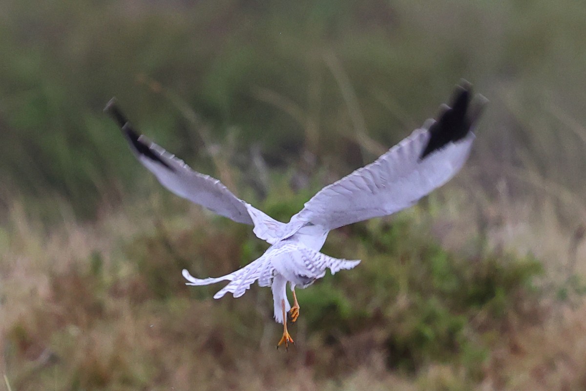 Aguilucho Papialbo - ML647679242