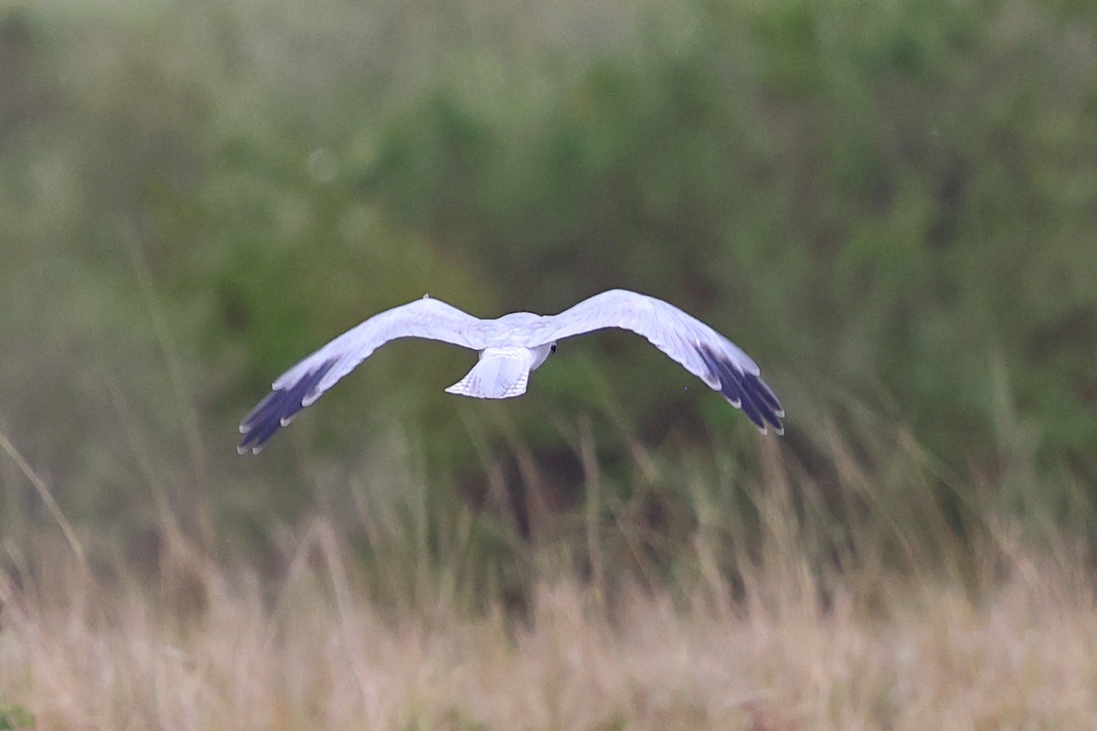 Aguilucho Papialbo - ML647679244