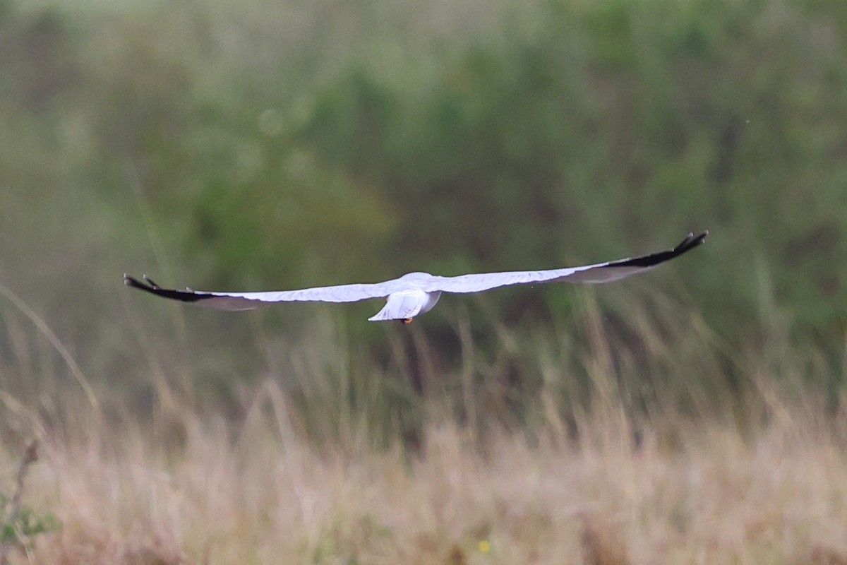 Aguilucho Papialbo - ML647679245
