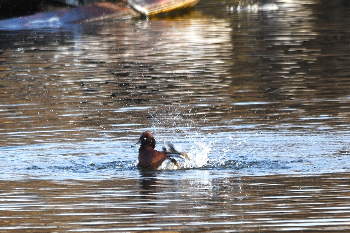 hvitøyeand - ML647679255