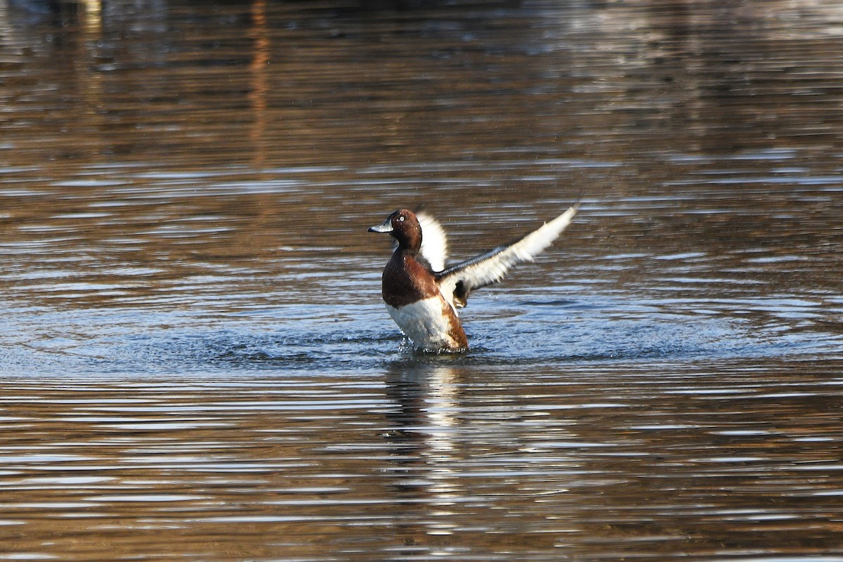 hvitøyeand - ML647679256