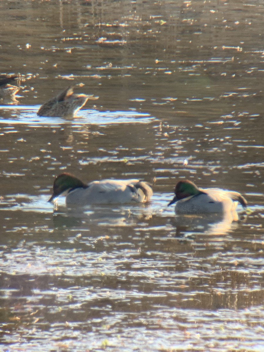 sibirand - ML647679271