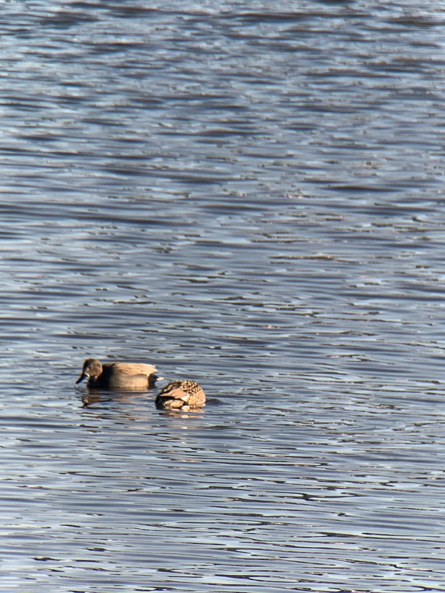 snadderand - ML647679279