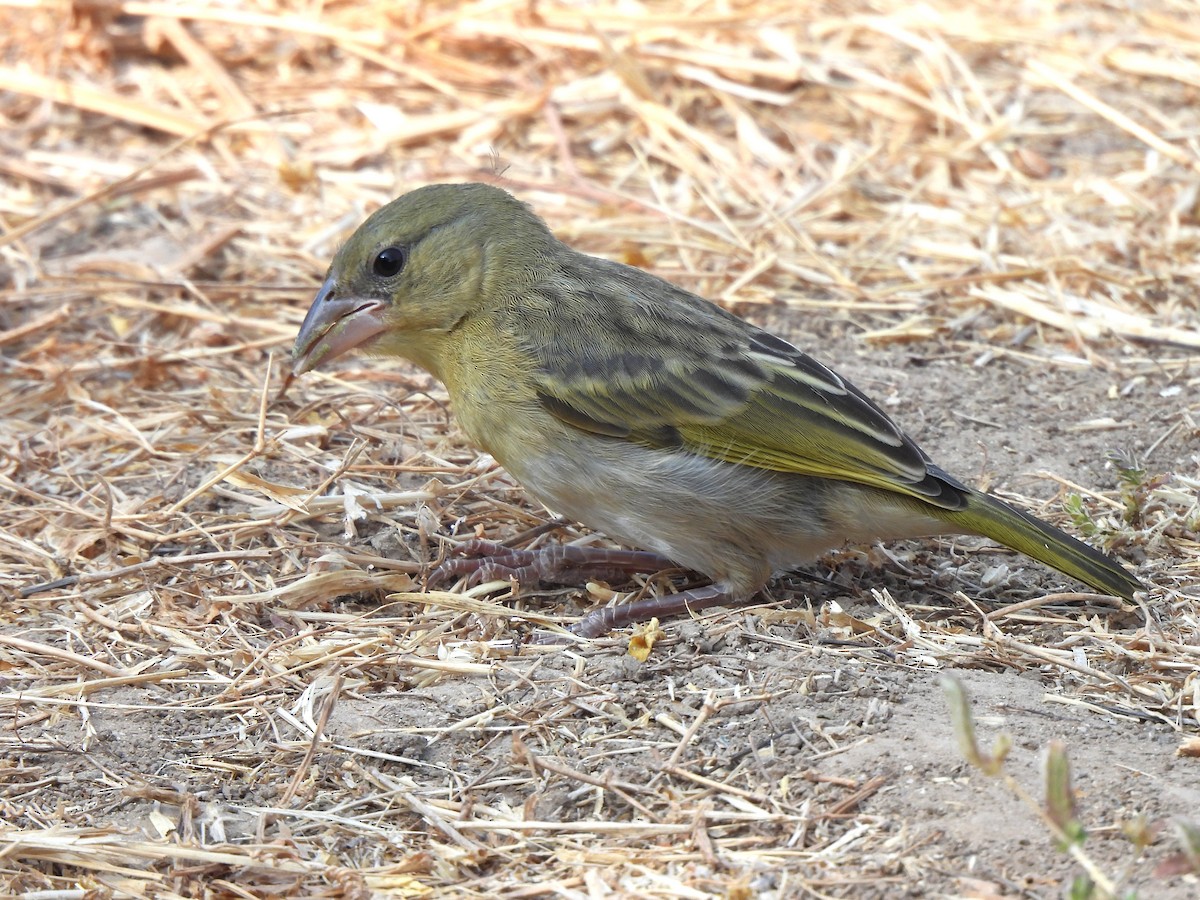 Иволговый ткач - ML647679292