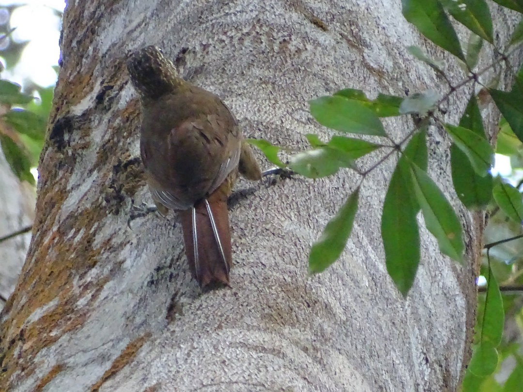 Trepatroncos Gorjiblanco - ML647679297